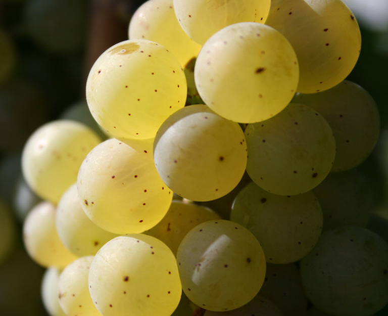 United States Wine and Grape Industry FAQS WineAmerica
